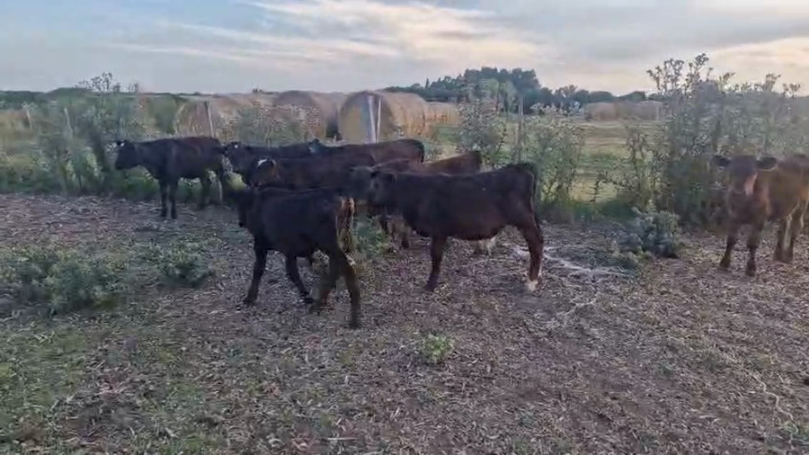 Lote 9 Terneros y Terneras, San José