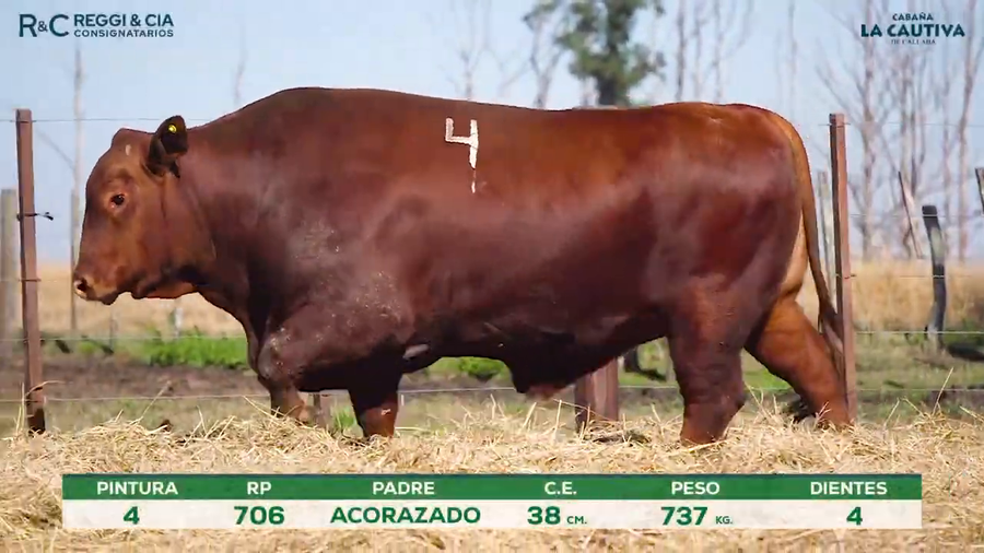 Lote Toros Brangus PPC