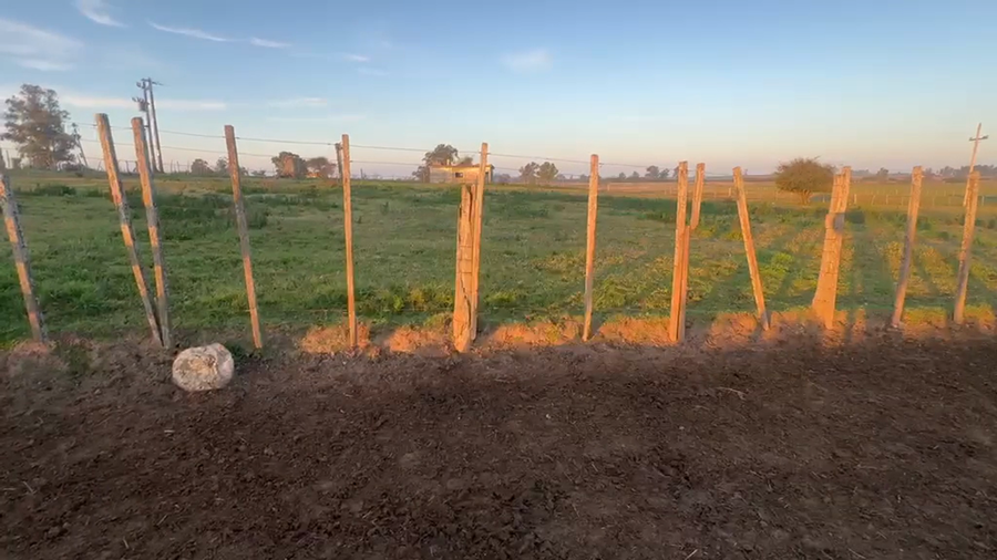 Lote 1 VACA LECHERA HOLANDO VACIA