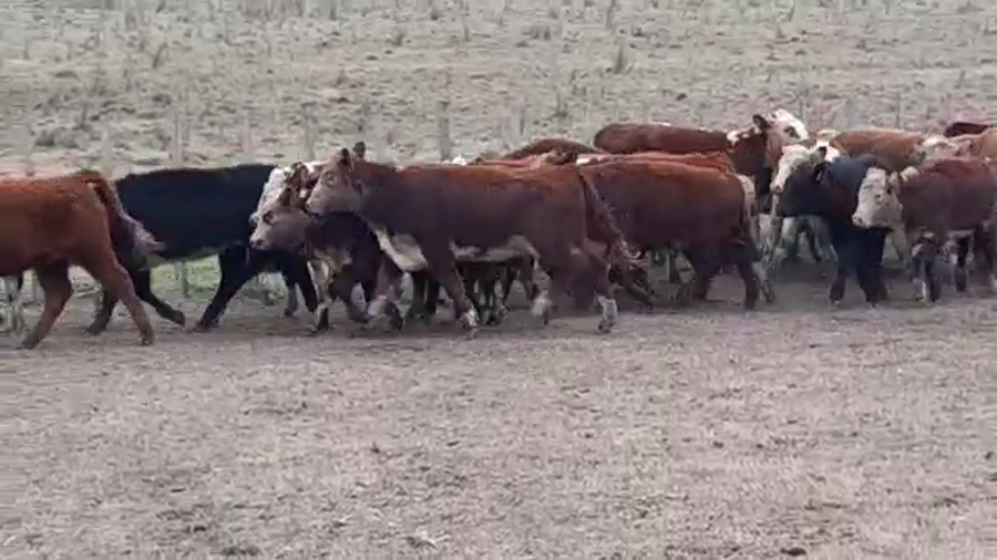 Lote (Vendido)30 Terneras HE/ NO a remate en PANTALLA GARLAND 280kg -  en LA PALMA