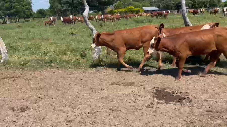 Lote Vacas nuevas C/ cria en Corrientes, Goya