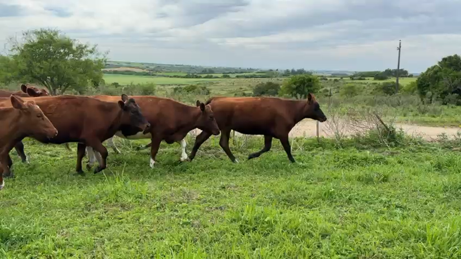Lote VAQUILLONAS 1 a 2 AÑOS