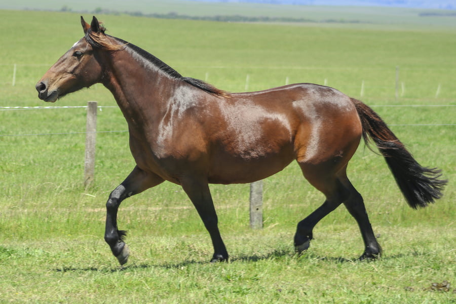 Lote CODICIADA DE LOS CARDOS