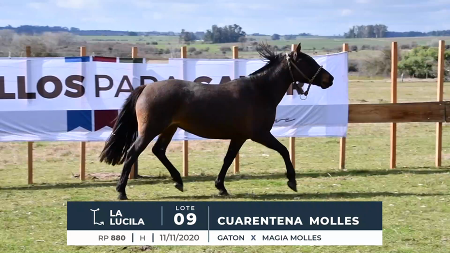 Lote CUARENTENA MOLLES