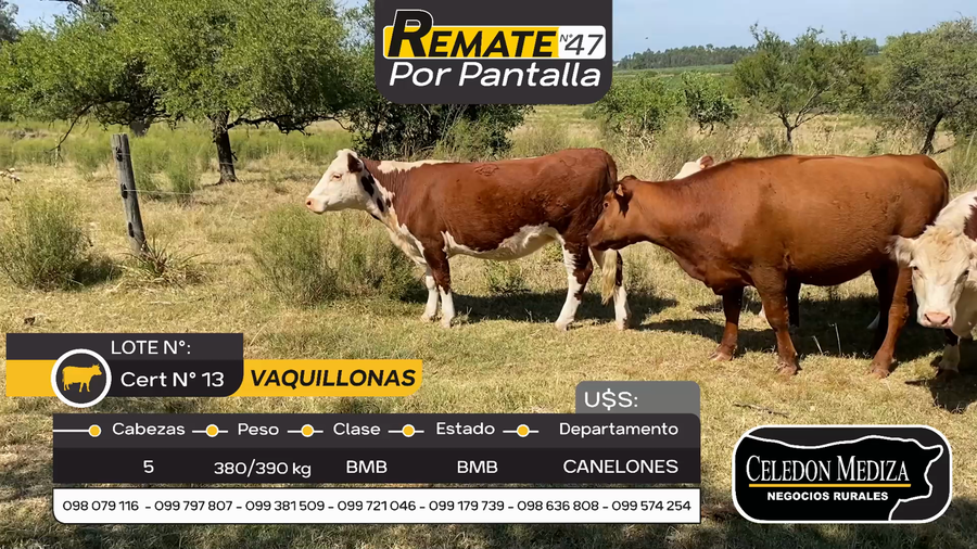 Lote 5 Vaquillonas  en Otra Localidad, Canelones