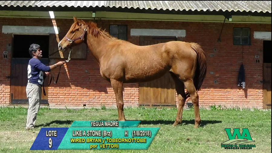 Lote LIKE A STONE (Brz)