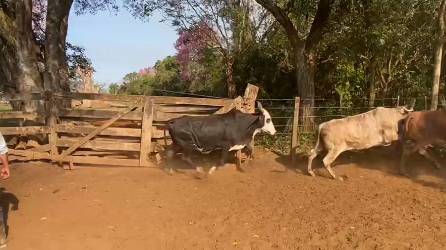 Lote 114 Vacas C/ gtia de preñez en Santo Tomé, Corrientes