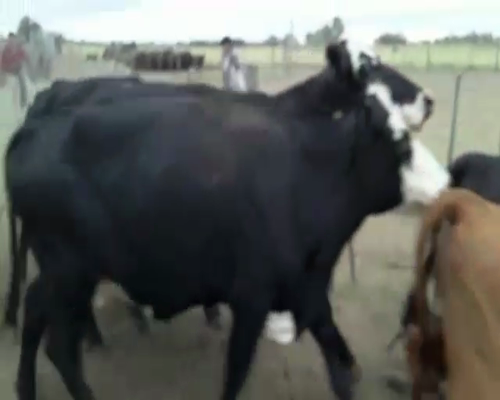 Lote 37 Vacas medio uso en Buenos Aires, Mayor Buratovich
