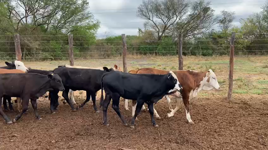 Lote 255 Terneras en Gral. Manuel Belgrano, Formosa