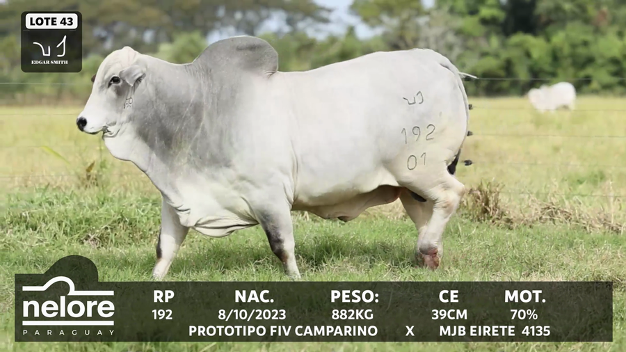 Lote LOTE 43