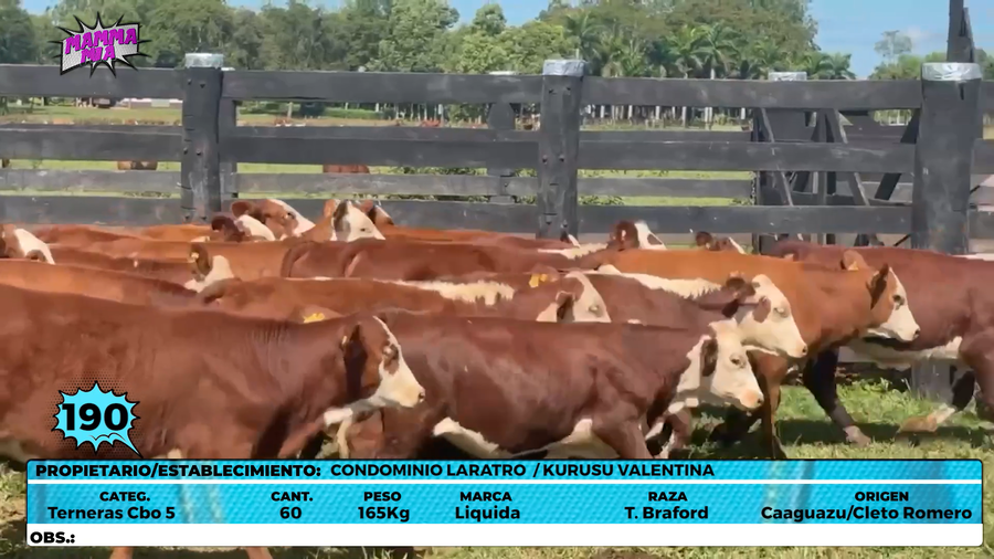 Lote LOTE 190 - EN VIVO