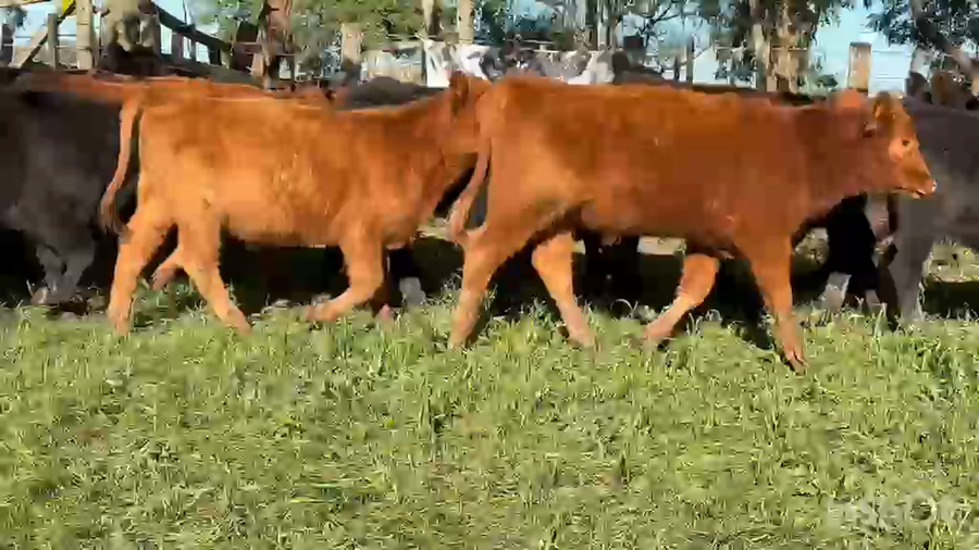 Lote 65 Terneros