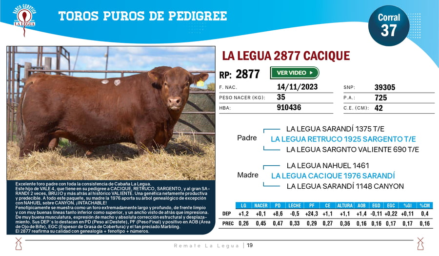 Lote TOROS ANGUS  PP