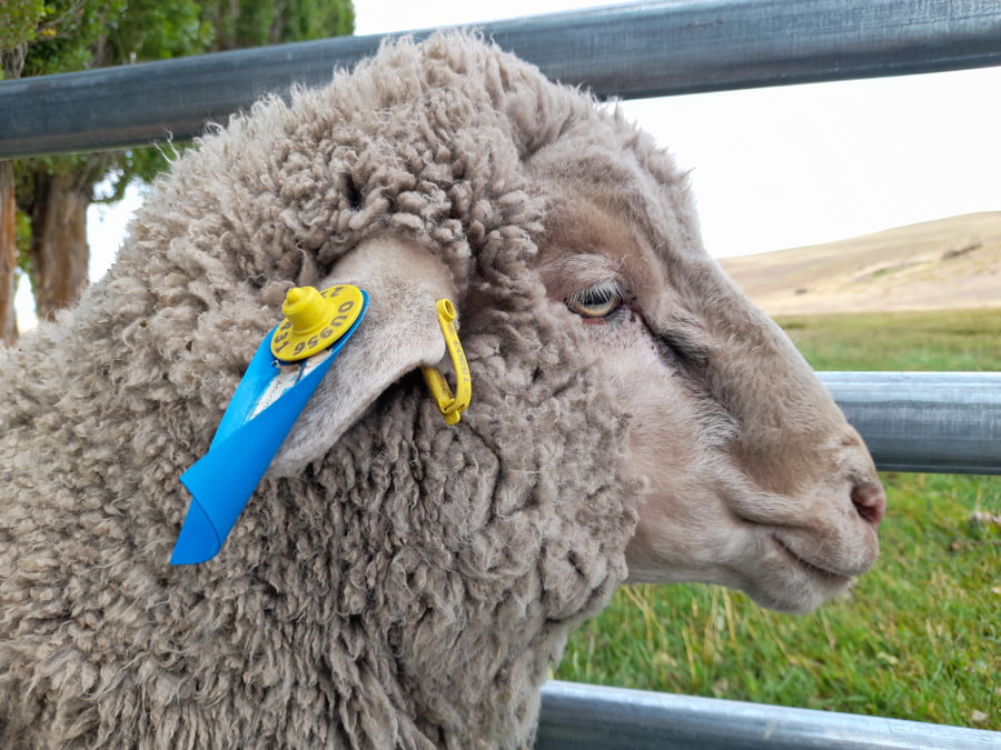 Lote Carnero TOP, 21-1431