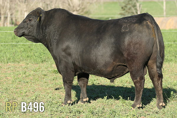 Lote 3 TOROS PUROS DE PEDIGREE