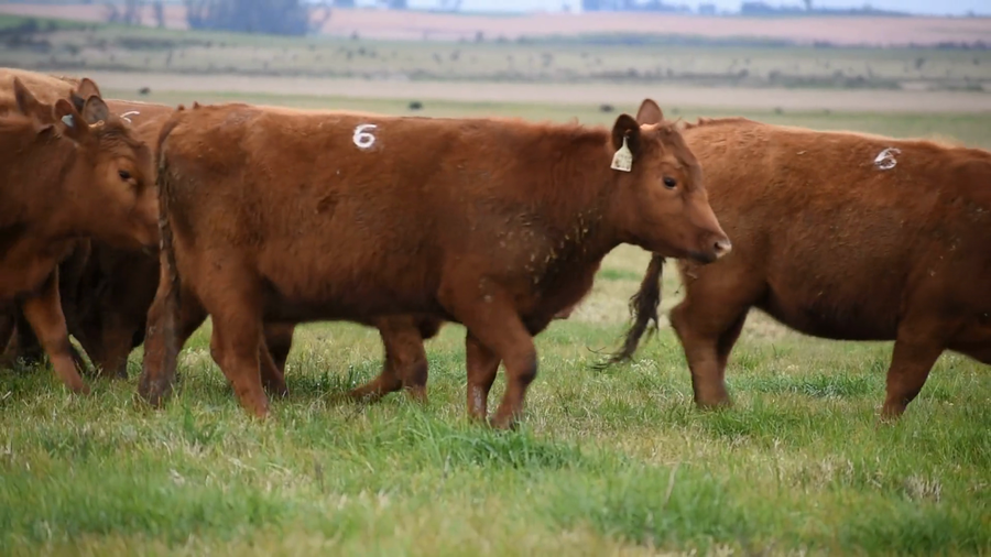 Lote Lote 6 Coloradas