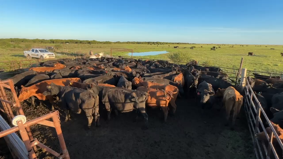 Lote 86 Vacas usadas preñadas