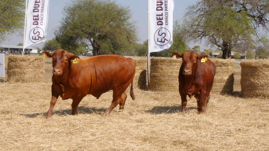 Lote TOROS