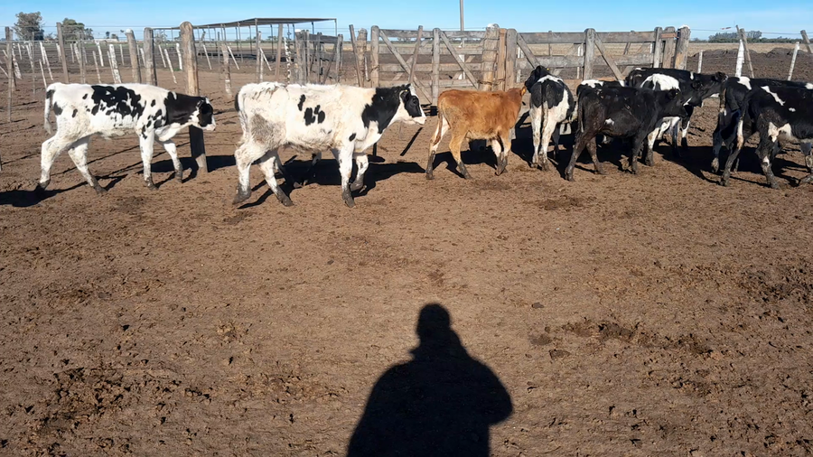 Lote 40 Terneros Holando en Morteros, Córdoba