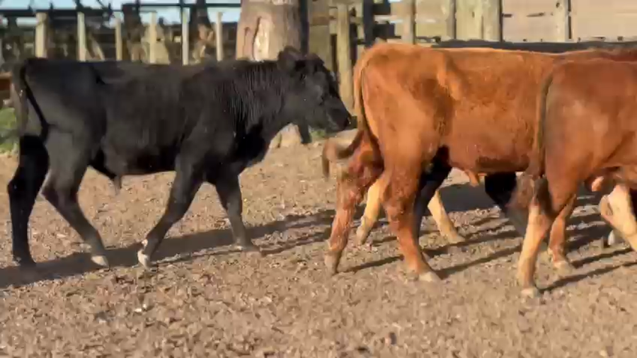 Lote 13 Novillitos