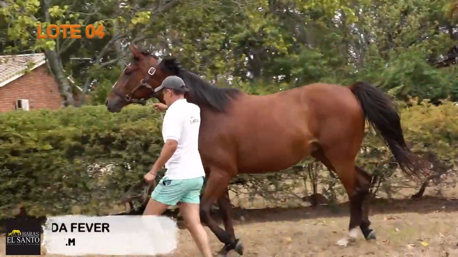 Lote ILUSIONADA FEVER