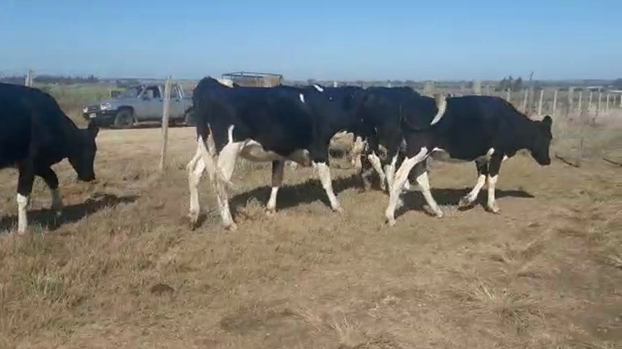 Lote 6 Vaquillonas  Holando a remate en Pantalla Camy 300kg -  en Ruta 3 Km 78