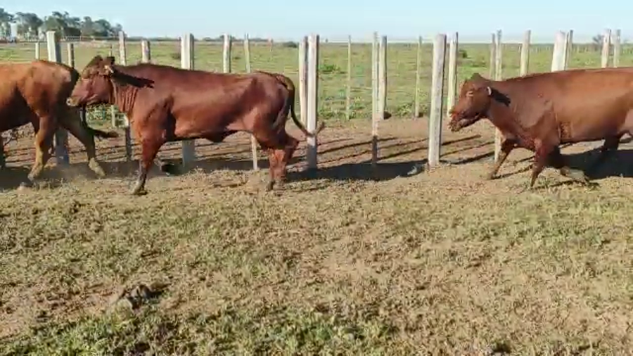 Lote 70 Vacas nuevas Preñadas en Pirané, Formosa