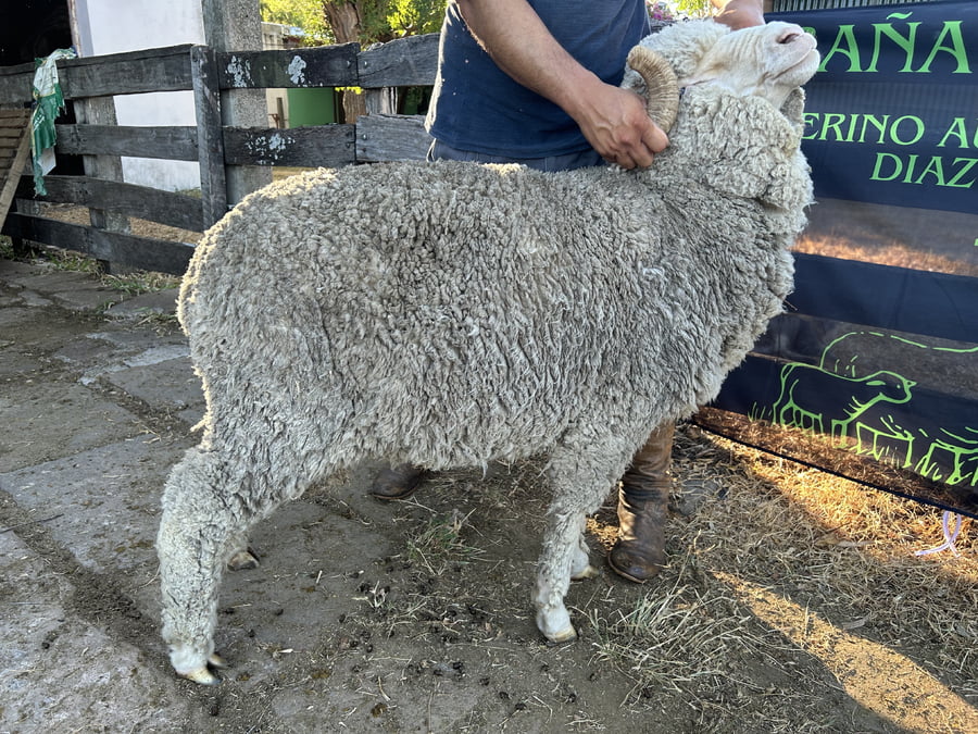 Lote Borrego 4/6D (MO: No)