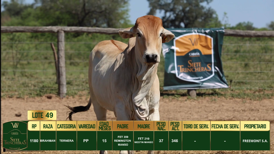 Lote LOTE 49