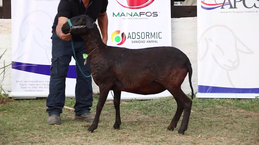 Lote Lote 16 - Ovinos