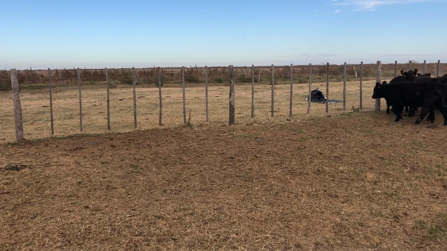 Lote 40 Terneros en América, Buenos Aires