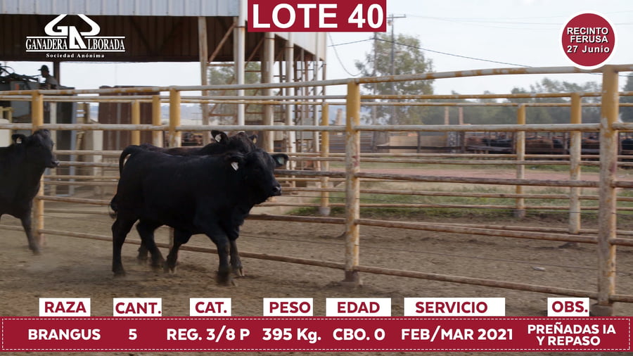 Lote Reproductores de Alborada - Lote 40