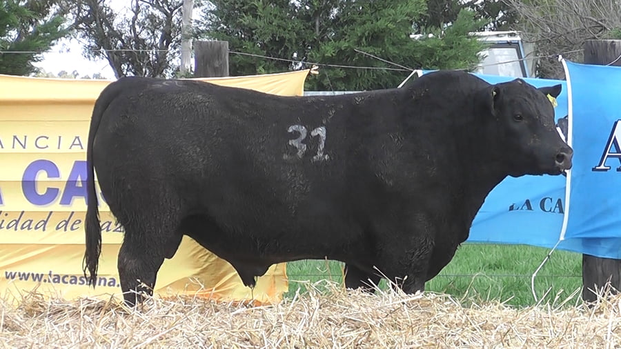 Lote TOROS ANGUS PUROS CONTROLADOS