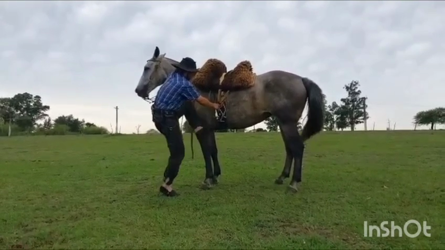 Lote 4 Yeguas Montadas