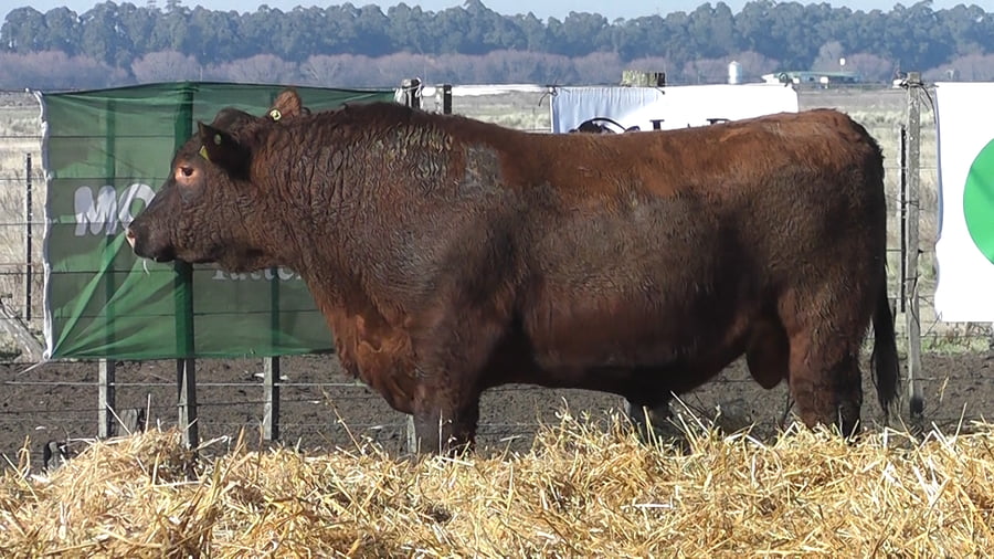 Lote TOROS PUROS POR CRUZA