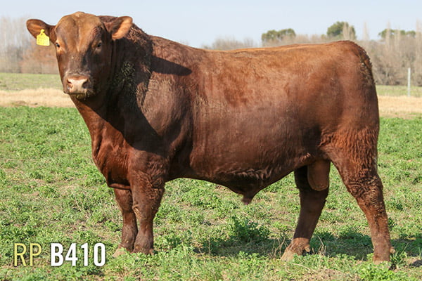 Lote 3 TOROS PUROS DE PEDIGREE