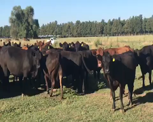 Lote 20 Vacas PREÑADAS en Brandsen, Buenos Aires