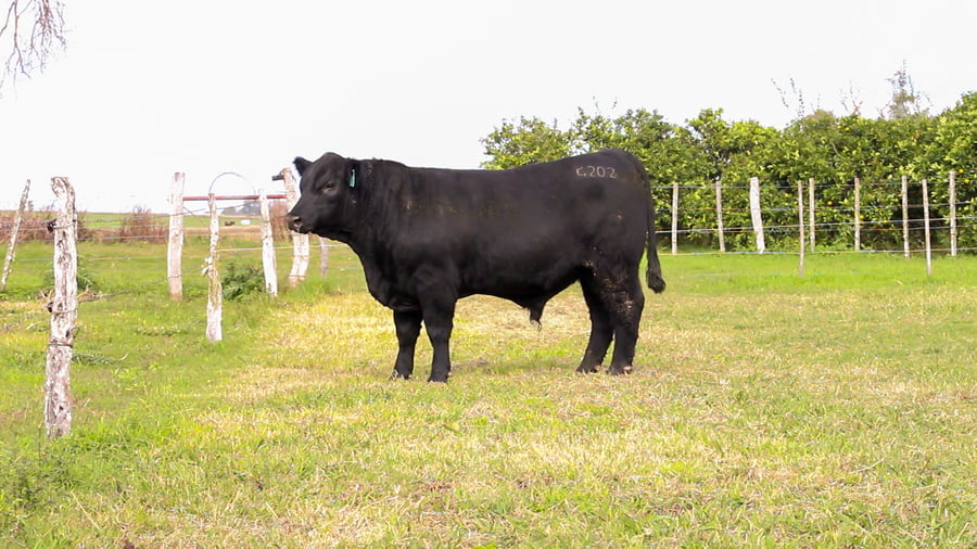 Lote CABAÑA COEMBOTÁ: RP 202