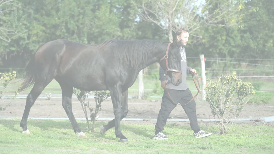 Lote PURE OLIVIA (PURE PRIZE -  TE OLVIDE) Preñez de ROMAN JOY