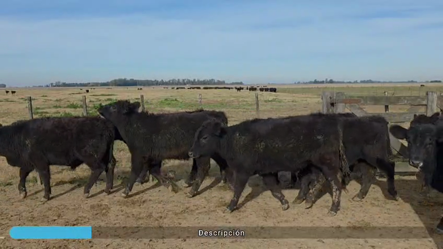 Lote 70 Terneros