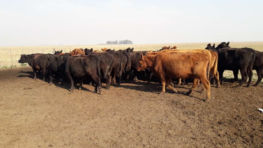 Lote 35 Vacas de invernar en Gral. Lamadrid, Buenos Aires