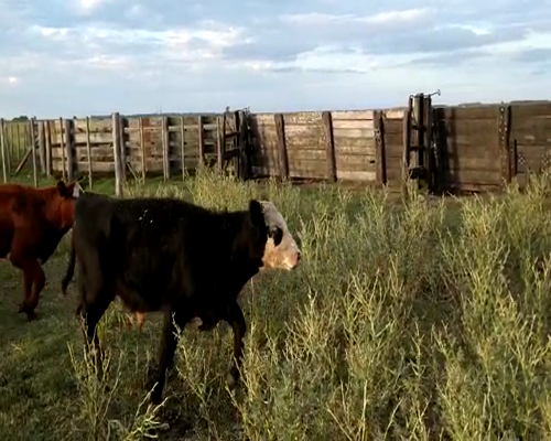 Lote 34 Terneros/as en Pehuajó, Buenos Aires