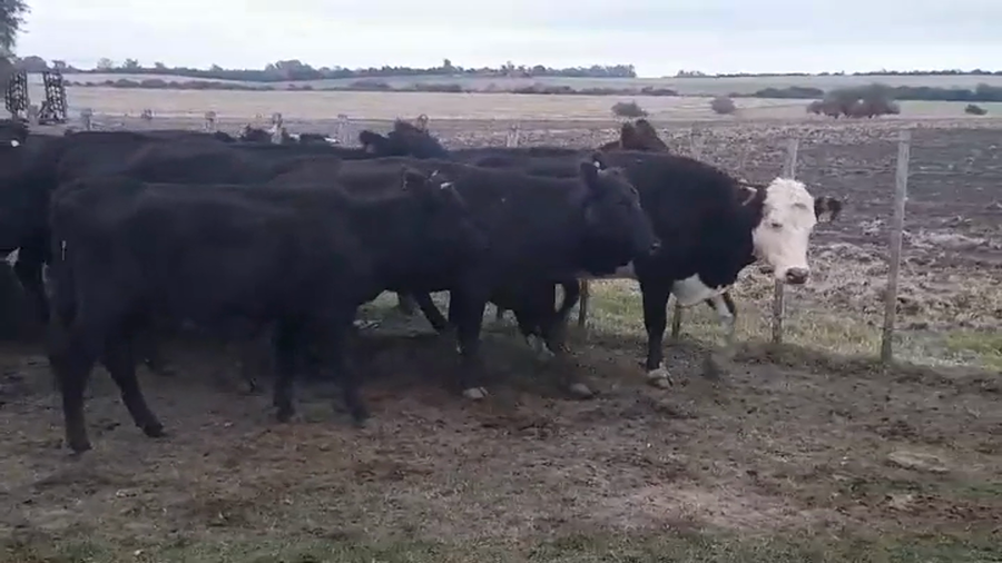 Lote 14 Vacas de Invernada a remate en #45 Pantalla Carmelo  385kg -  en Colonia Belgrano