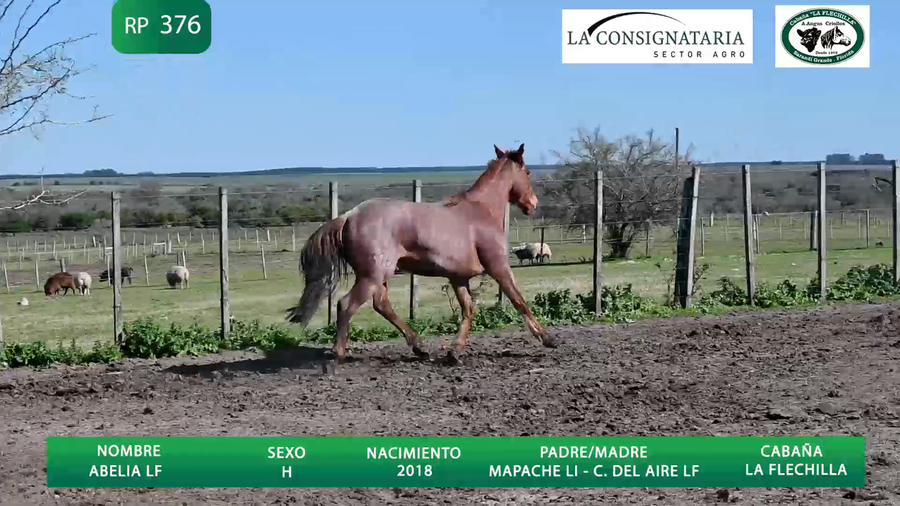 Lote Abelia LF