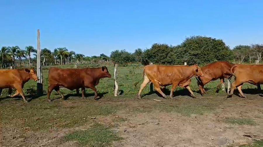 Lote 24 Vaquillonas preñadas en Corrientes, Curuzú-Cuatiá