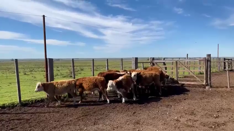 Lote TERNEROS Y TERNERAS