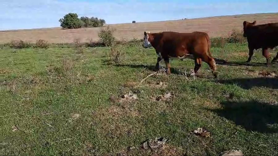 Lote (Vendido)20 Novillos 2 a 3 años Angus, hereford, braford, normando, charolais a remate en 10º Subasta - CAB  460kg -  en Paraje Juan Gonzales