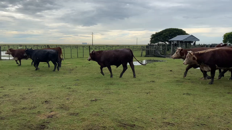 Lote 82 Novillos 2 a 3 años en Treinta y Tres
