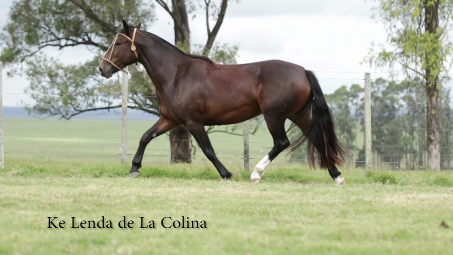 Lote KE LENDA DE LA COLINA R.P 222
