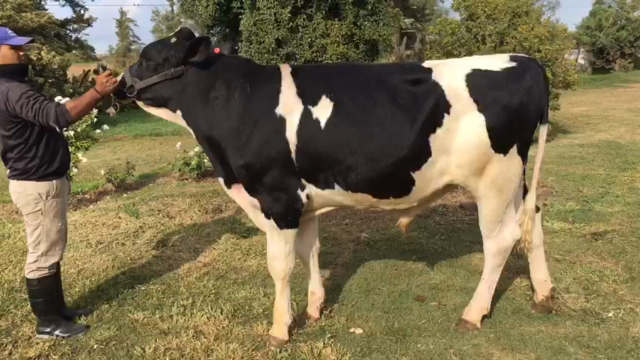 Lote Don Francisco - Toro RP 5394